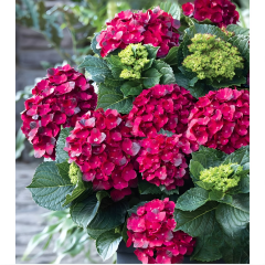 Ortanca Çiçeği Kırmızı - Hydrangea Mocnophylla