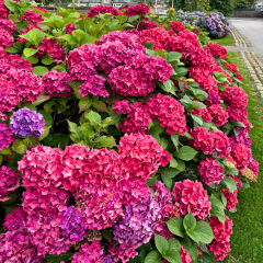 Ortanca Çiçeği Kırmızı - Hydrangea Mocnophylla