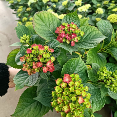 Ortanca Çiçeği Kırmızı - Hydrangea Mocnophylla