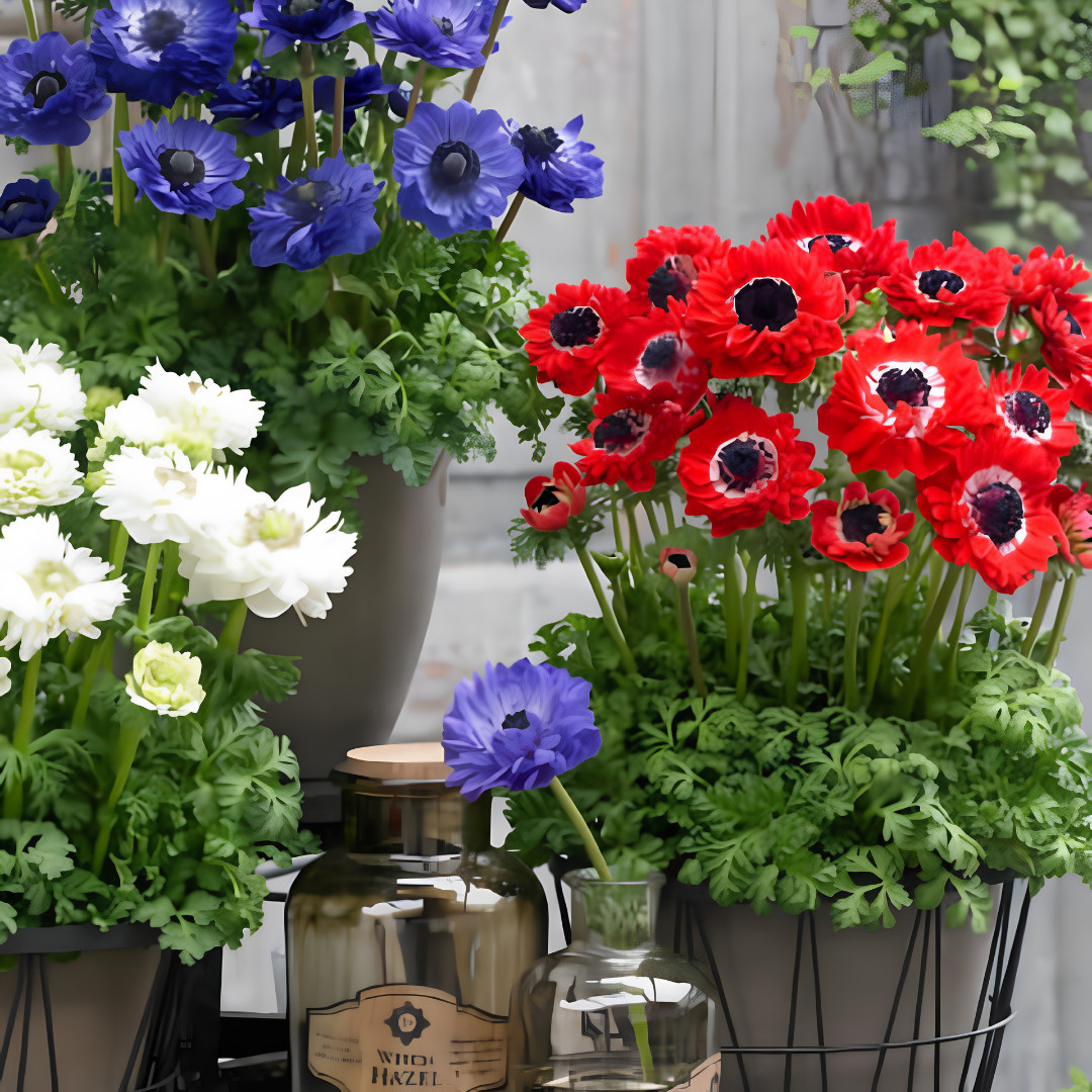 Anemone Çiçeği Soğanı – Coronaria De Cean