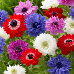 Anemone Çiçeği Soğanı – Coronaria De Cean