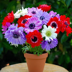 Anemone Çiçeği Soğanı – Coronaria De Cean
