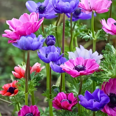 Anemone Çiçeği Soğanı – Coronaria De Cean