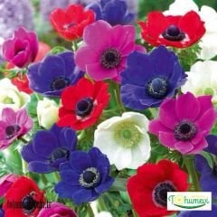 ﻿Anemone Çiçeği Soğanı – Coronaria De Cean