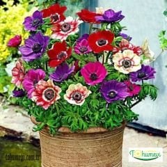 ﻿Anemone Çiçeği Soğanı – Coronaria De Cean