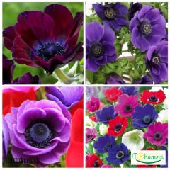 ﻿Anemone Çiçeği Soğanı – Coronaria De Cean