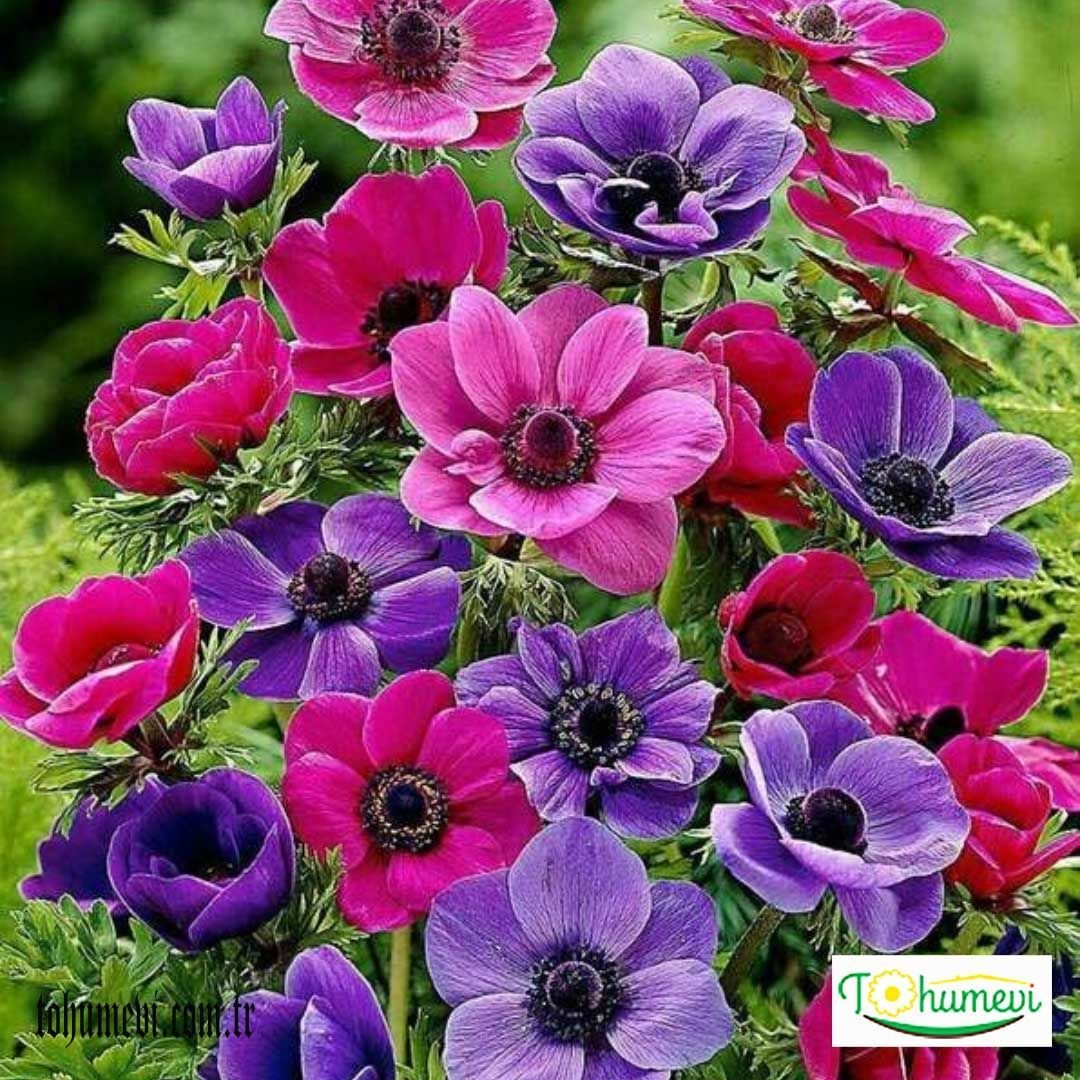 ﻿Anemone Çiçeği Soğanı – Coronaria De Cean