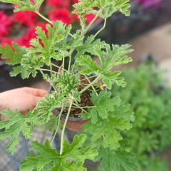 Itır Bitkisi (Pelargonium Odoratissimum) 10,5 cm Saksıda