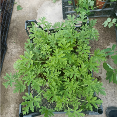 Itır Bitkisi (Pelargonium Odoratissimum) 10,5 cm Saksıda