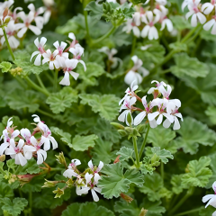 Itır Bitkisi (Pelargonium Odoratissimum) 10,5 cm Saksıda