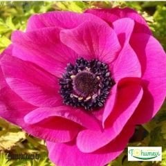 ﻿Anemone Çiçeği Soğanı Bordo – Coronaria De Cean