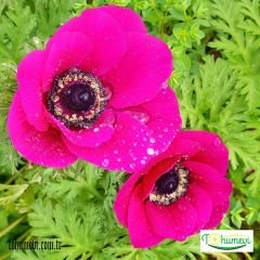 ﻿Anemone Çiçeği Soğanı Bordo – Coronaria De Cean