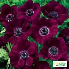 ﻿Anemone Çiçeği Soğanı – Coronaria De Cean