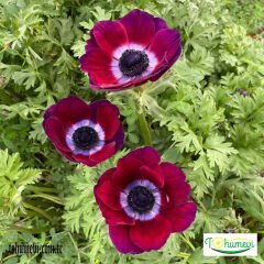 ﻿Anemone Çiçeği Soğanı – Coronaria De Cean