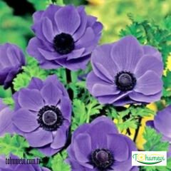 ﻿Anemone Çiçeği Soğanı – Coronaria De Cean