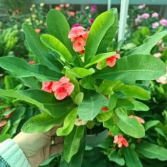 İri Çiçekli Dikenler Tacı Çiçeği - Milli Çiçeği - Euphorbia Milii