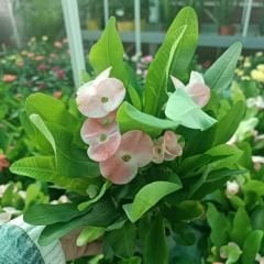 İri Çiçekli Dikenler Tacı Çiçeği - Milli Çiçeği - Euphorbia Milii