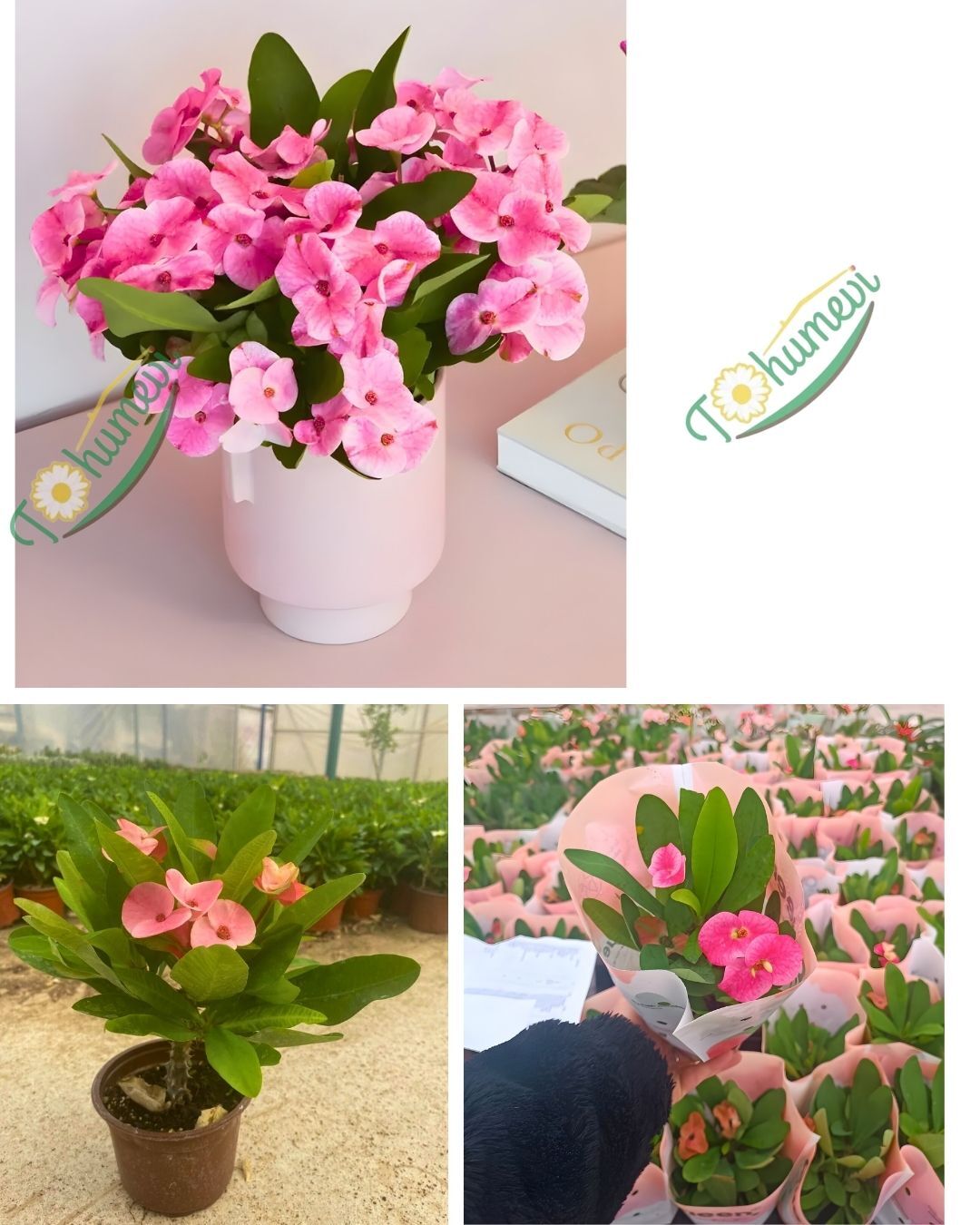 İri Çiçekli Dikenler Tacı Çiçeği - Milli Çiçeği - Euphorbia Milii