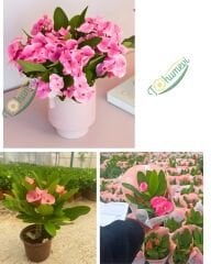 İri Çiçekli Dikenler Tacı Çiçeği - Milli Çiçeği - Euphorbia Milii pembe