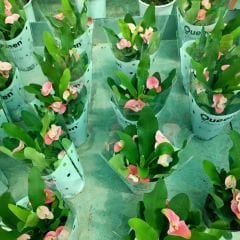 İri Çiçekli Dikenler Tacı Çiçeği - Milli Çiçeği - Euphorbia Milii pembe