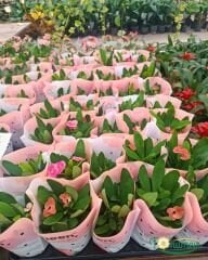 İri Çiçekli Dikenler Tacı Çiçeği - Milli Çiçeği - Euphorbia Milii