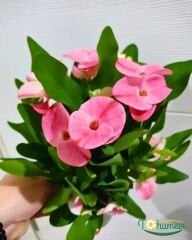 İri Çiçekli Dikenler Tacı Çiçeği - Milli Çiçeği - Euphorbia Milii pembe