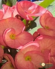 İri Çiçekli Dikenler Tacı Çiçeği - Milli Çiçeği - Euphorbia Milii pembe