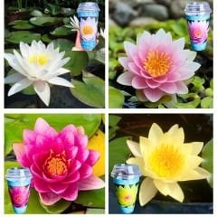 Nilüfer Çiçeği Soğanı - Su Zambağı - Waterlelie sarı