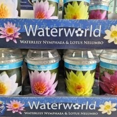 Nilüfer Çiçeği Soğanı - Su Zambağı - Waterlelie sarı