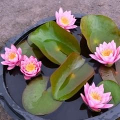 Nilüfer Çiçeği Soğanı - Su Zambağı - Waterlelie sarı