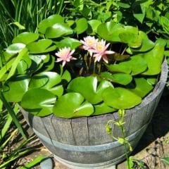 Nilüfer Çiçeği Soğanı - Su Zambağı - Waterlelie sarı