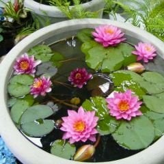 Nilüfer Çiçeği Soğanı - Su Zambağı - Waterlelie sarı