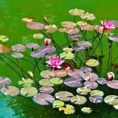 Nilüfer Çiçeği Soğanı - Su Zambağı - Waterlelie sarı