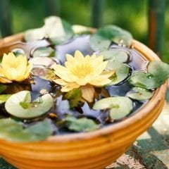 Nilüfer Çiçeği Soğanı - Su Zambağı - Waterlelie sarı