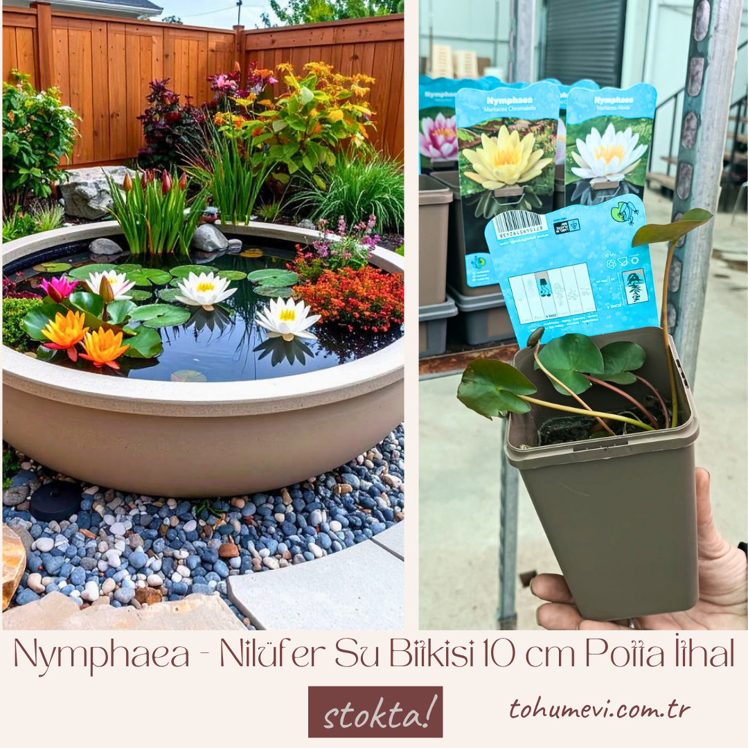 Nilüfer Çiçeği Soğanı - Su Zambağı - Waterlelie