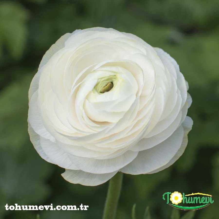 Ranunculus - Düğün Çiçeği Kök Soğanı - Beyaz