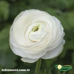 Ranunculus - Düğün Çiçeği Kök Soğanı - Beyaz
