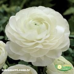 Ranunculus - Düğün Çiçeği Kök Soğanı - Beyaz