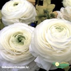 Ranunculus - Düğün Çiçeği Kök Soğanı - Beyaz