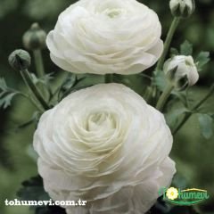 Ranunculus - Düğün Çiçeği Kök Soğanı - Beyaz