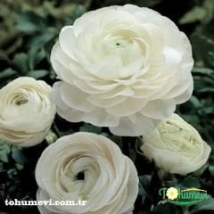 Ranunculus - Düğün Çiçeği Kök Soğanı - Beyaz