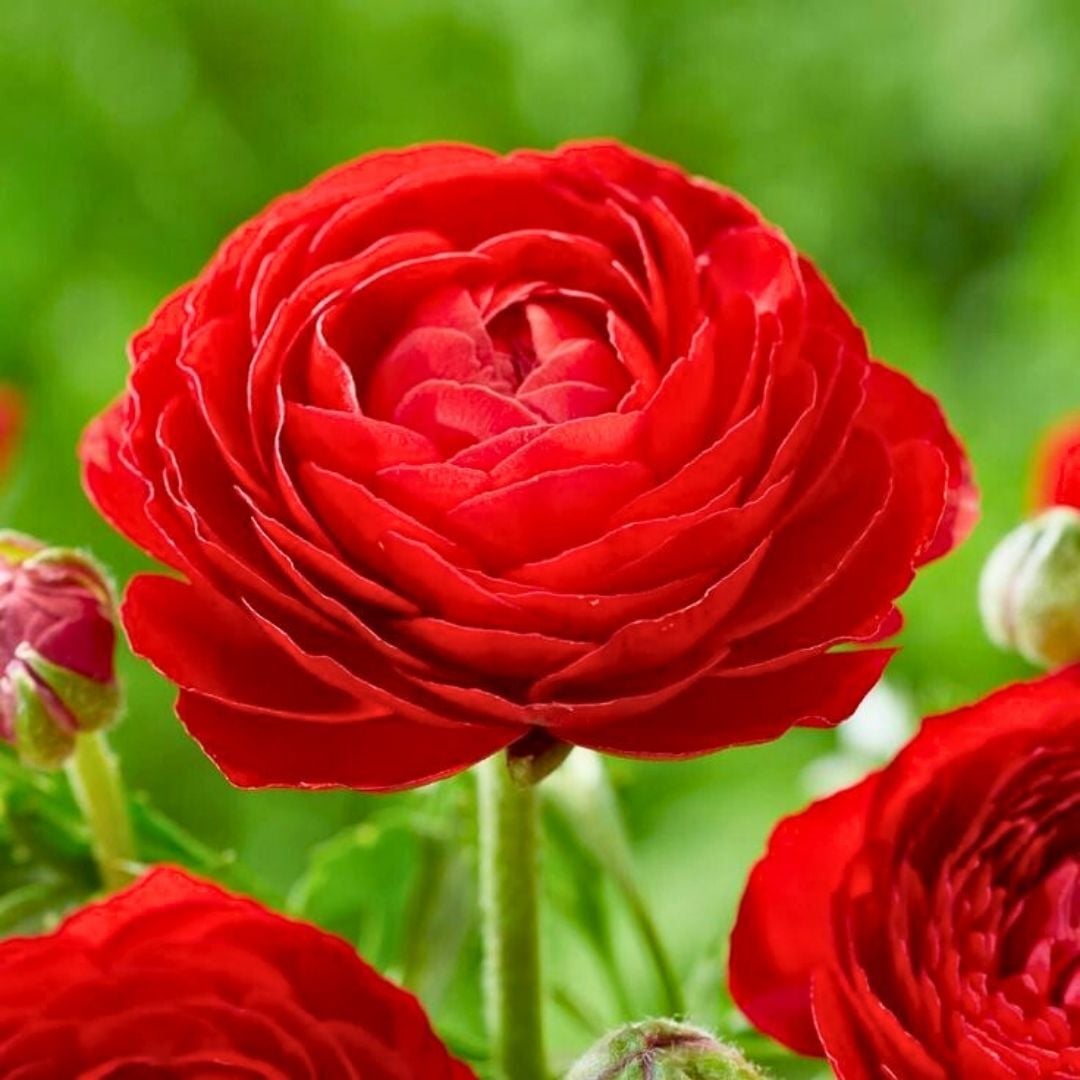 Ranunculus – Düğün Çiçeği Soğanı - Kırmızı