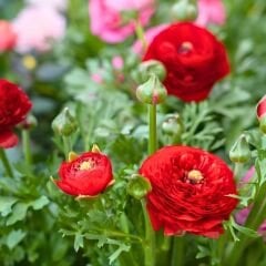 Ranunculus – Düğün Çiçeği Soğanı - Kırmızı