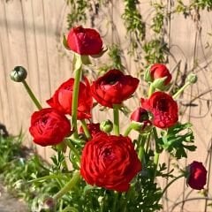 Ranunculus – Düğün Çiçeği Soğanı - Kırmızı