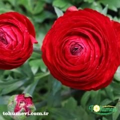 ﻿Ranunculus – Düğün Çiçeği Kök Soğanı