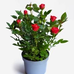 Mini Gül Saksıda Kırmızı - Rosa chinensis minima