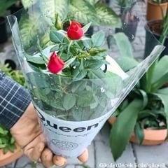 Mini Gül Saksıda Kırmızı - Rosa chinensis minima