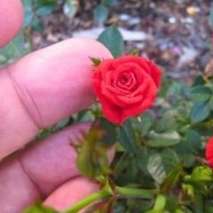 Mini Gül Saksıda Kırmızı - Rosa chinensis minima