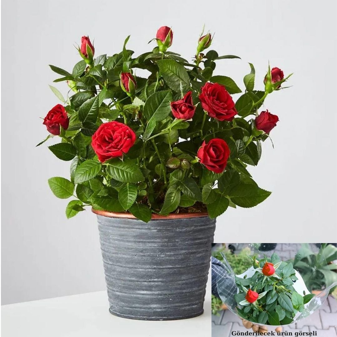 Mini Gül Saksıda Kırmızı - Rosa chinensis minima