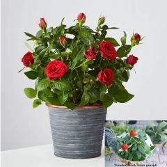 Mini Gül Saksıda Kırmızı - Rosa chinensis minima